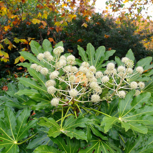 Fatsia japonica plant