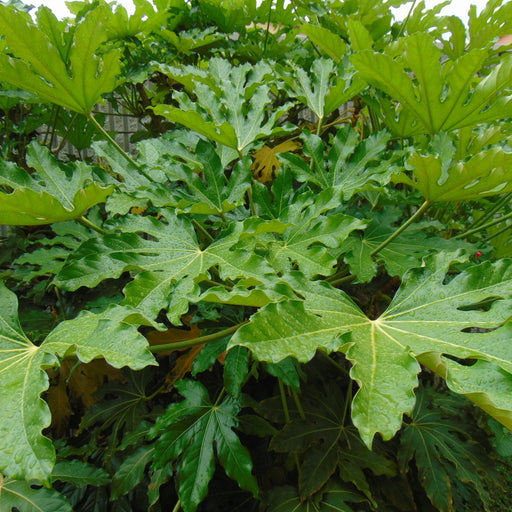 Fatsia japonica tree