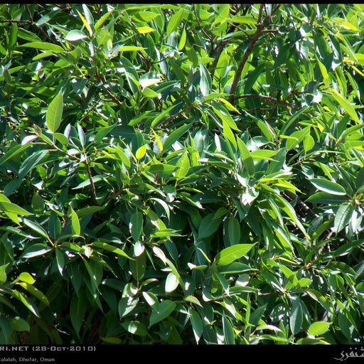 Ficus Salicifolia
