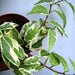 Ficus radicans variegata