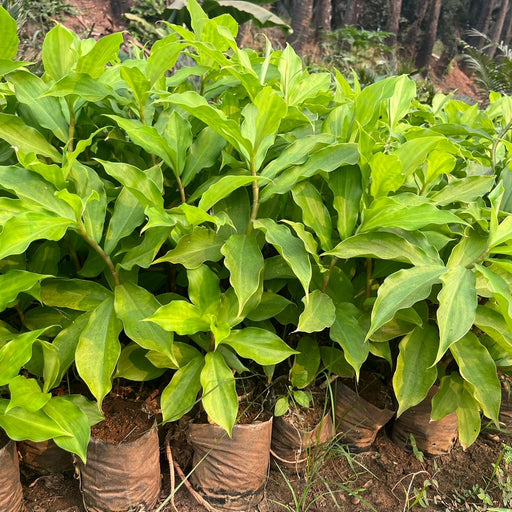    Fiery costus