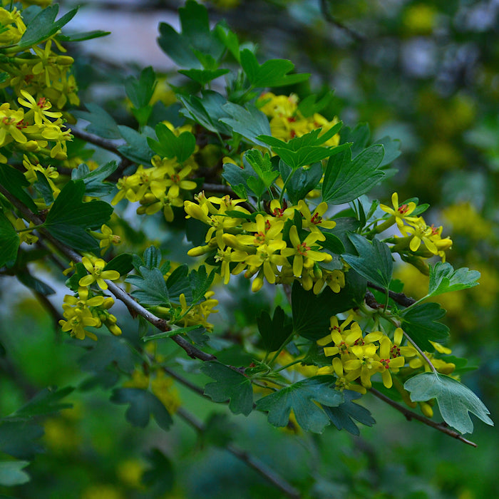 Golden Currant (Ribes Aureum) Plants for Sale - Bring Vibrant Color and Delightful Aroma to Your Garden!