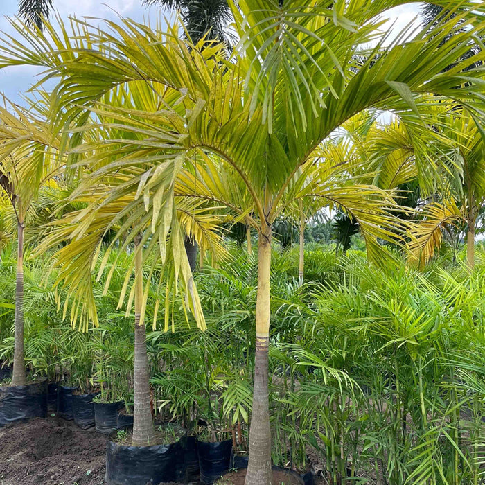    Golden Manila Palm