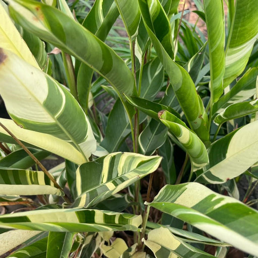 Heliconia Lady Diana Variegated