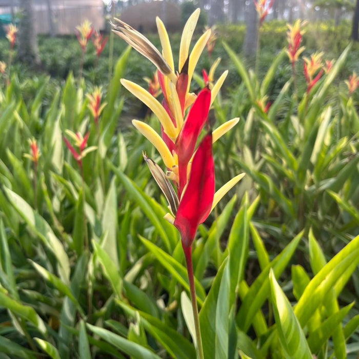 Heliconia RedCream Upright Variegated