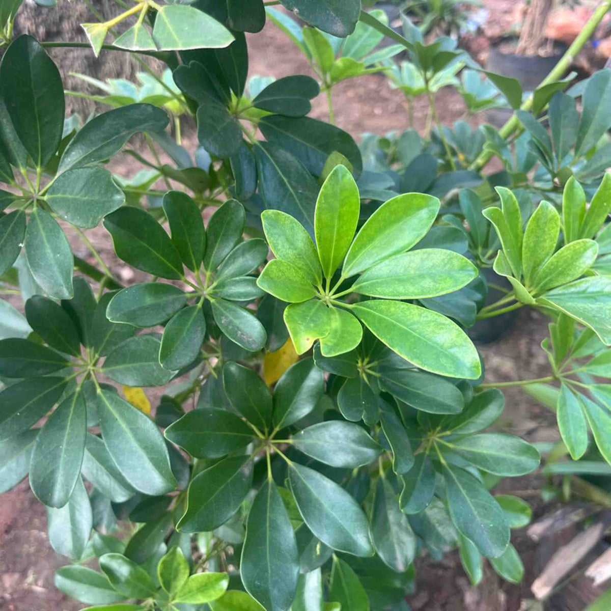 Schefflera arboricola,Schefflera Green, Hawaiian Elf, Dwarf Schefflera ...