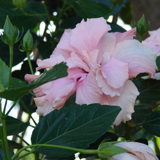 Hibiscus rosa-sinensis  Pha Tad Ke Botanical Garden