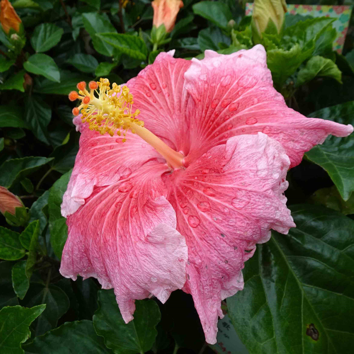 Hibiscus plants