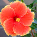 Hibiscus Shoe Flower