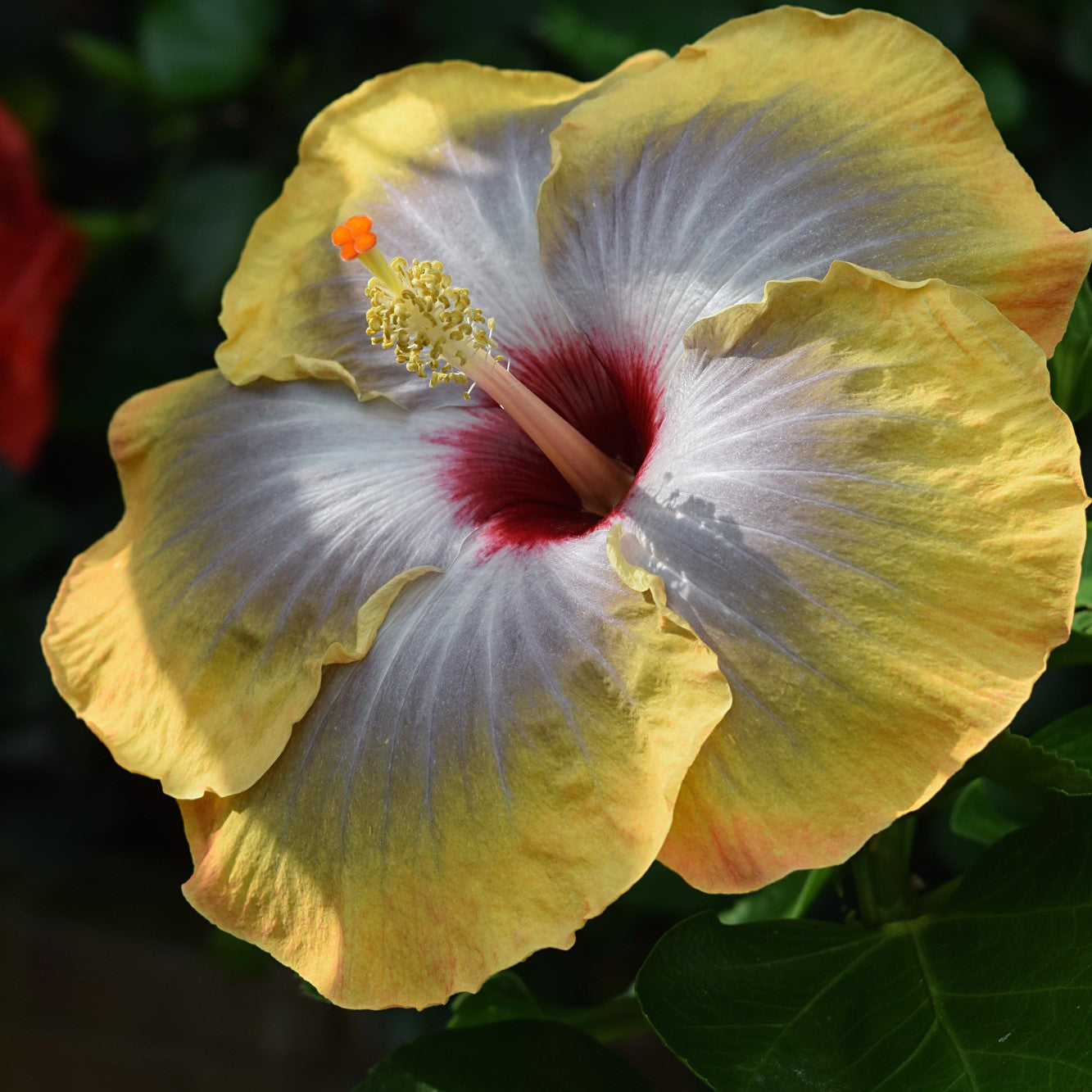 Malvaceae Hibiscus or Cotton family