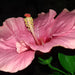 Hibiscus Shoe Flower