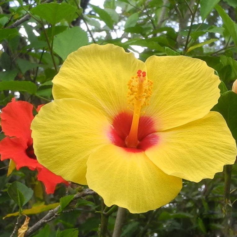 Beautiful Hibiscus Rosa Sinensis #16 Zakir Hussain Plant for Sale - Ad ...