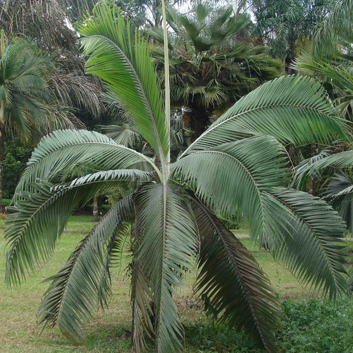 Hurricane Palm