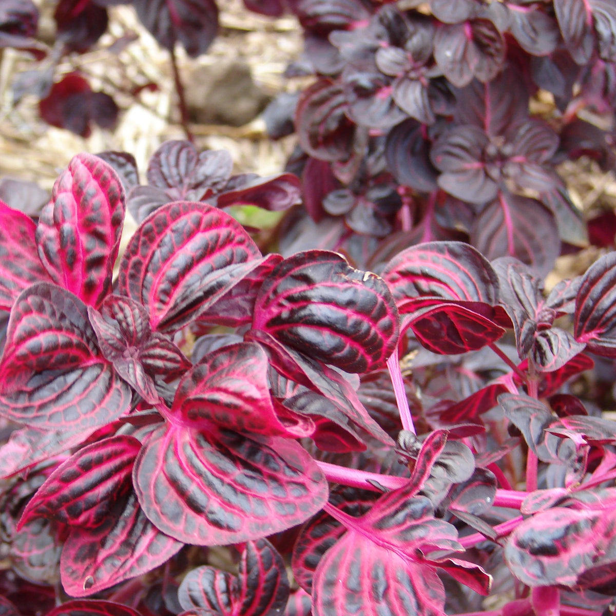 Brighten Up Your Garden with a Stunning Chinese Ixora Orange Dwarf Pla
