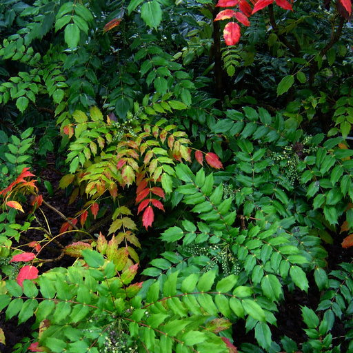 Japanese Mahonia