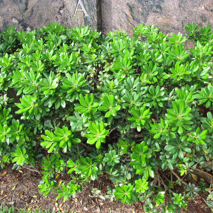 Japanese Pittosprum plant