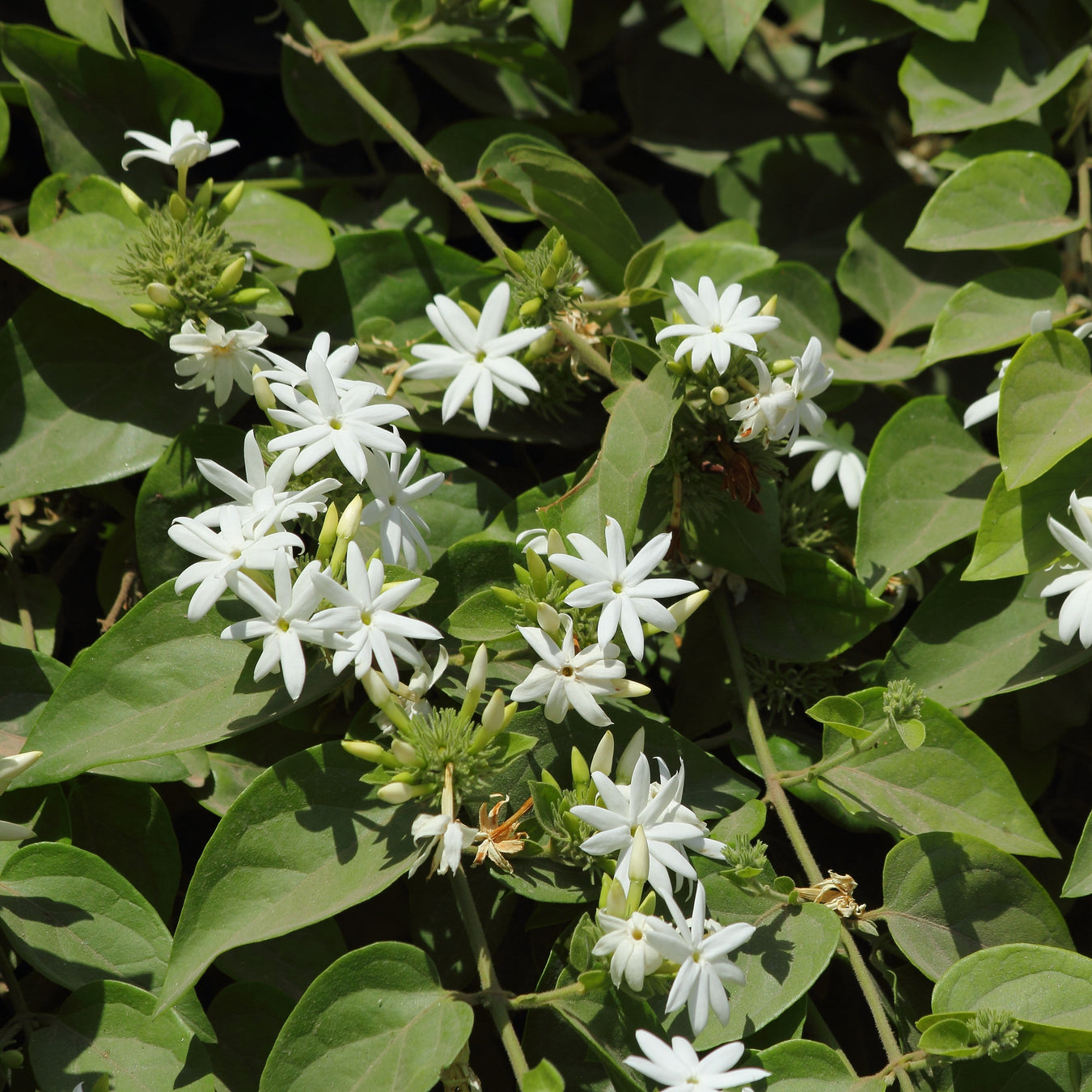 Jasminum plants