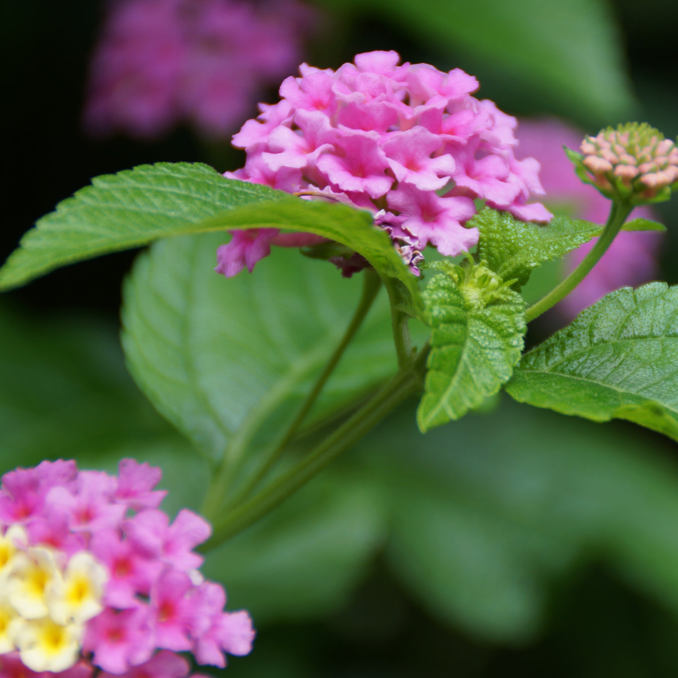 Top 10 flowers that bloom all year