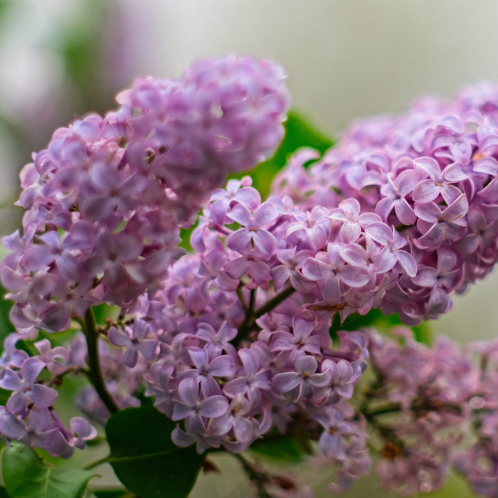 बिक्री के लिए सुंदर बकाइन 'सिरिंगा' पौधे: अपने बगीचे में सुगंध और लालित्य लाएं!