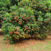 lychee tree for sale