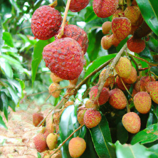 lychee plant