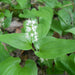Maianthemum Bifolium