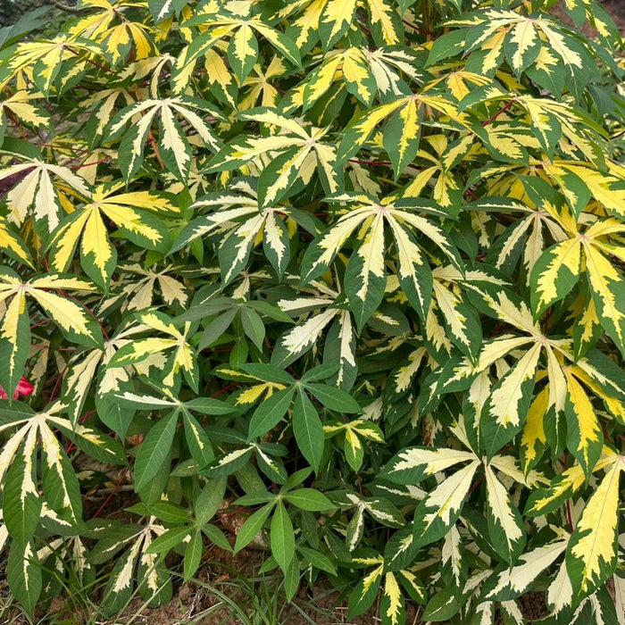 Manihot esculanta variegata