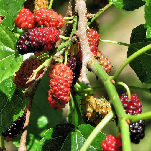 Premium Mulberry Trees for Sale - Enhance Your Garden Today