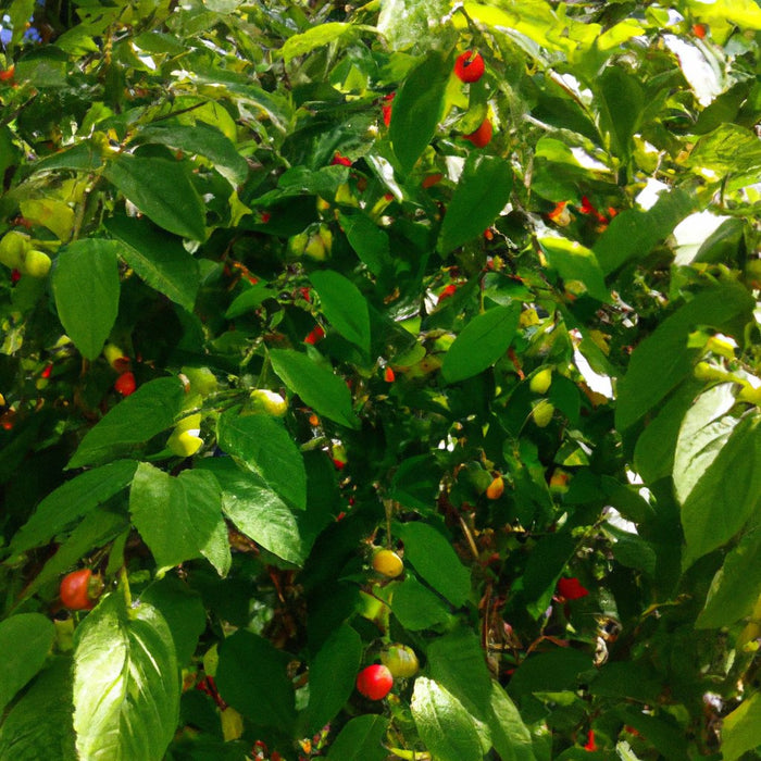 Muntingia Calabura (सिंगापुर चेरी) खरीदें - आपके बगीचे के लिए एक बहुमुखी फल का पेड़