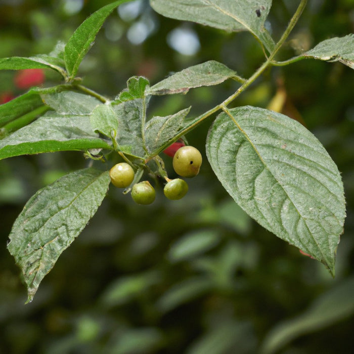 Muntingia Calabura (सिंगापुर चेरी) खरीदें - आपके बगीचे के लिए एक बहुमुखी फल का पेड़