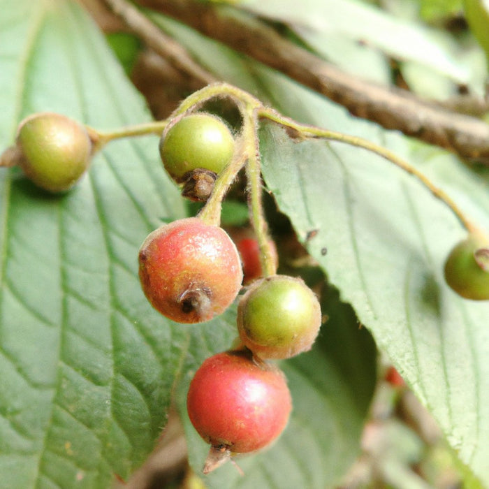 Buy Muntingia calabura (Singapore Cherry) - A Versatile Fruit Tree for Your Garden