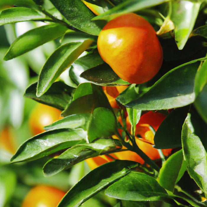 Buy Orange Trees Online | C. reticulata, C. deliciosa, and C. nobilis Varieties