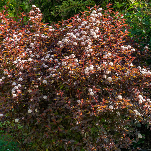 Physocarpus opulifolius