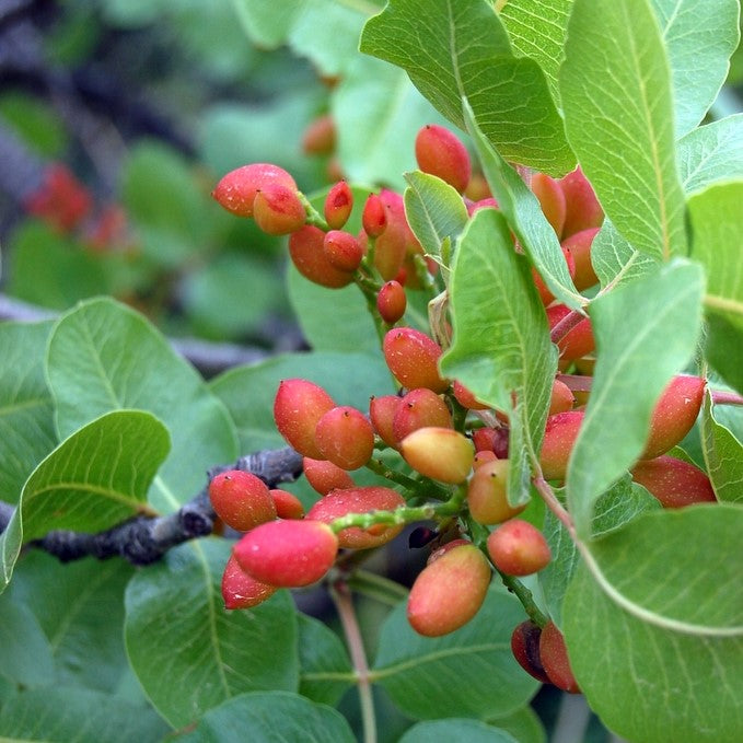 Pistachio Trees for Sale Grow Your Own Nutritious and Delicious Pist