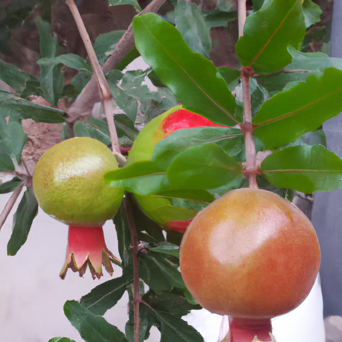 Grow Your Own Pomegranate Arakta with Our High-Quality Plant for Sale