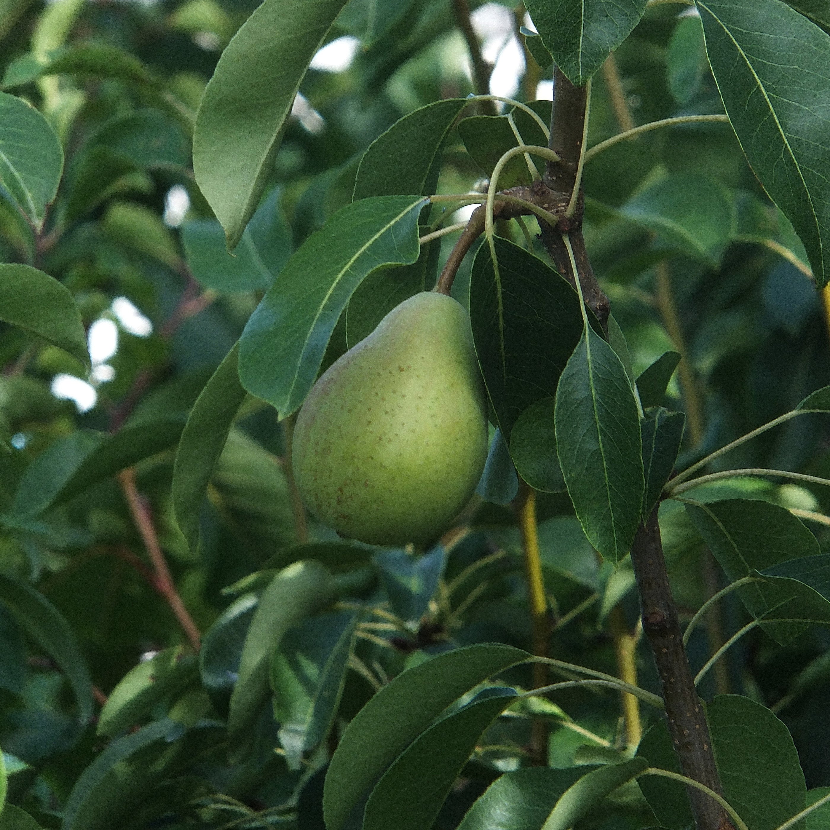 Premium Quality Pear Trees for Sale Grow Your Own Delicious Pears at