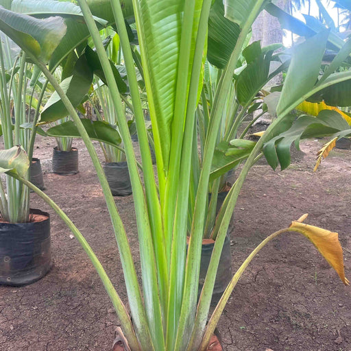 Ravenala madagascariensis