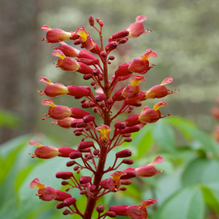 Red Buckeye plant