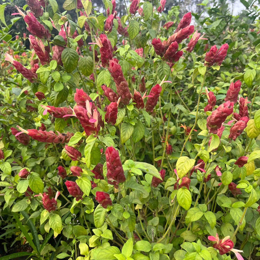    Red Shrimp Live plant