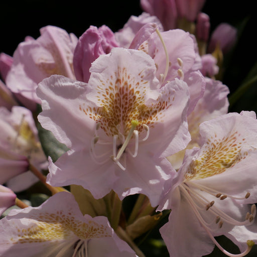 Rhododendron flowers