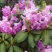 Rhododendron plant