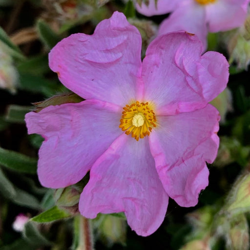 Rockrose