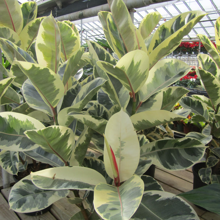 Add a Touch of Elegance with Our Tricolor Rubber Plant Variegated Leaves - Shop Now!