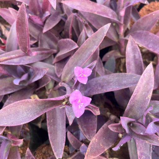 Setcreasea purpurea