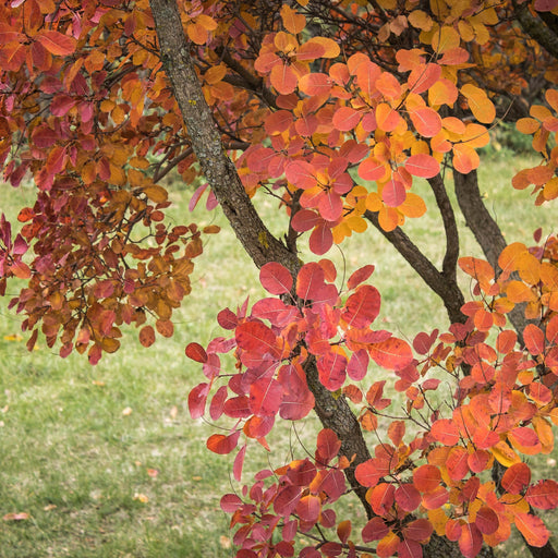 Smoke Tree