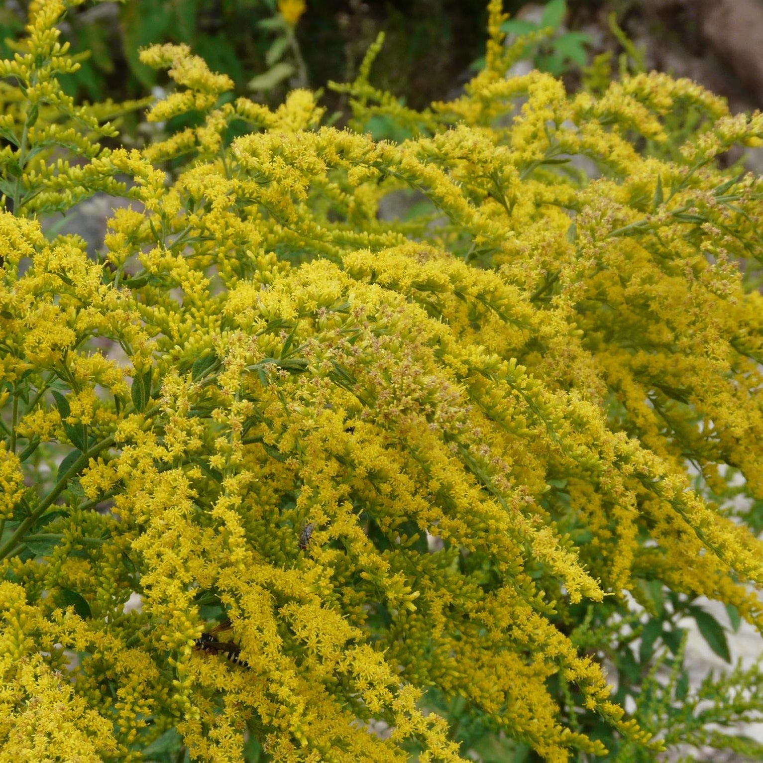 Goldenrod Plants for Sale Brighten Your Garden with These Vibrant Pe
