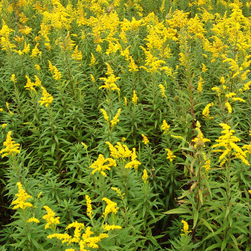 Solidago plant