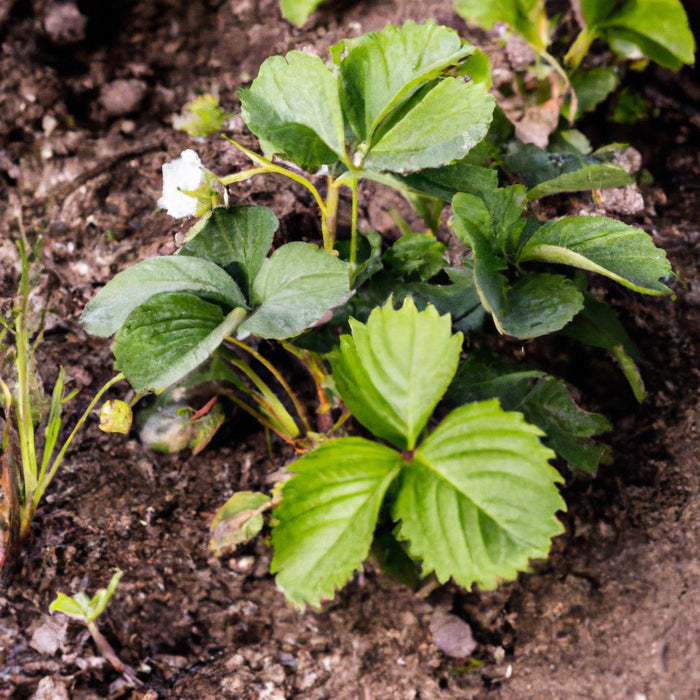 स्वस्थ और उत्पादक उद्यान स्ट्राबेरी का पौधा खरीदें (Fragaria × ananassa)