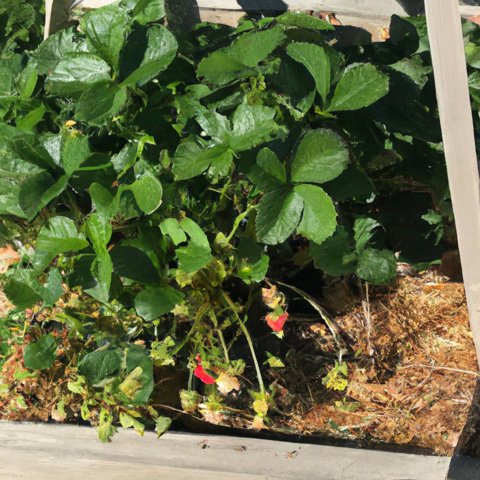 स्वस्थ और उत्पादक उद्यान स्ट्राबेरी का पौधा खरीदें (Fragaria × ananassa)