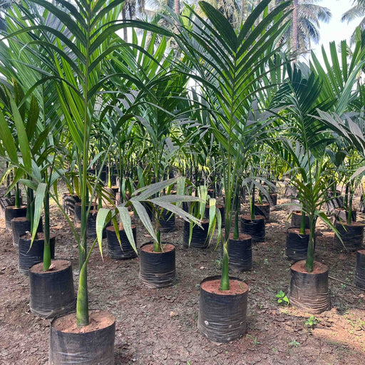 Kadiyam Nursery Plants | Our Palm Tree and Cycads Experts